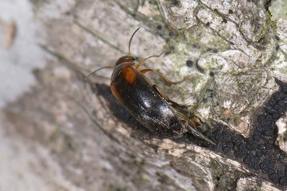 Mordellidae: Mordellistena humeralis? No, M. variegata